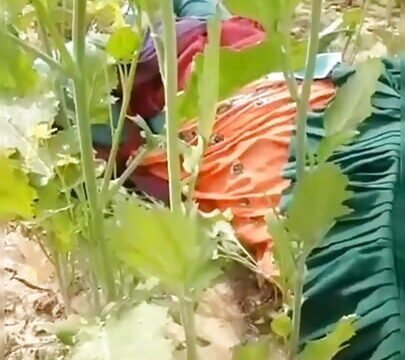 Cheating Sex with Farm Worker in Missionary Style Outdoor Field